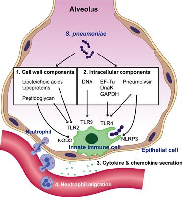 The Role of Neutrophils and Neutrophil Elastase in Pneumococcal Pneumonia